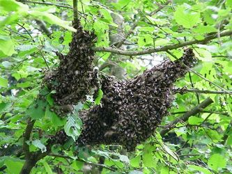 Essaims d'abeilles posés sur un arbre