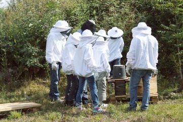 Observation d'une colonie d'abeilles logée dans un pot de fleurs