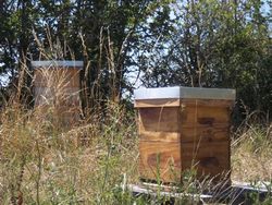 Ruchers d'élevage d'abeilles domestiques