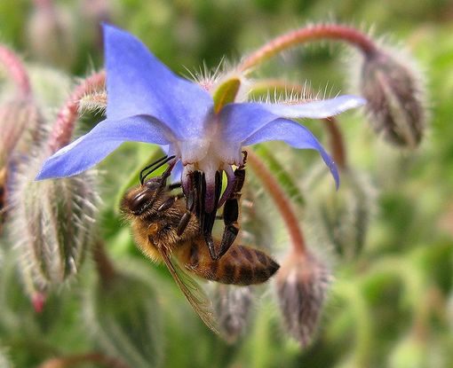 Abeille sur une fleur de bourrache