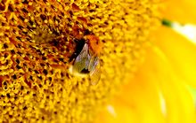 Bourdon sur une fleur de tournesol