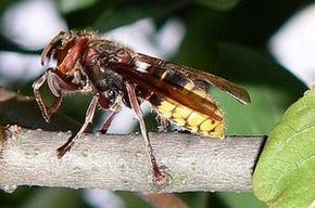 Frelon européen