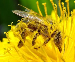 Abeille sur une fleur de pissenlit